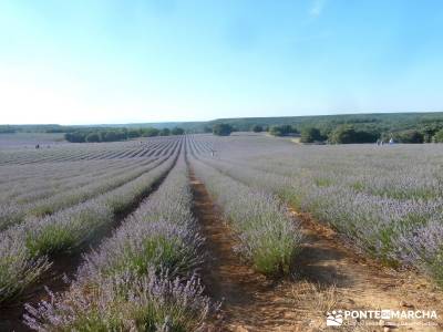 Campos Lavanda Brihuega-Provenza Española; fin de semana turismo madrid iniciacion senderismo